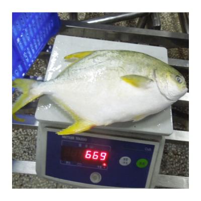 China Organic Hot Sale Frozen Whole Round Golden Pompano With Competitive Price for sale