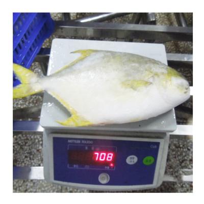 China New Season Organic Frozen Golden Pompano Pompano Whole Round Fish for sale