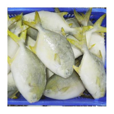 China Organic Short Lead Time IQF 40LBS Frozen Golden Pompano With Size 300-1000g for sale