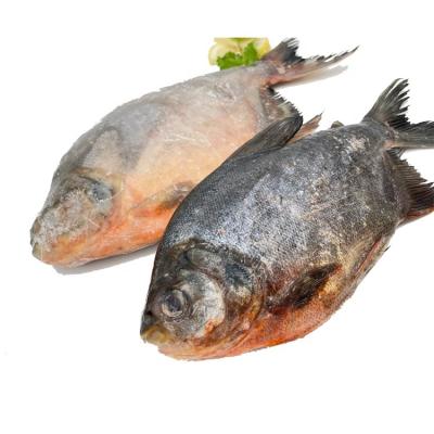 China New Season Good Quality Organic Pacu Frozen Goldfish With Red Pomfret Size 300-500g 500-800g for sale