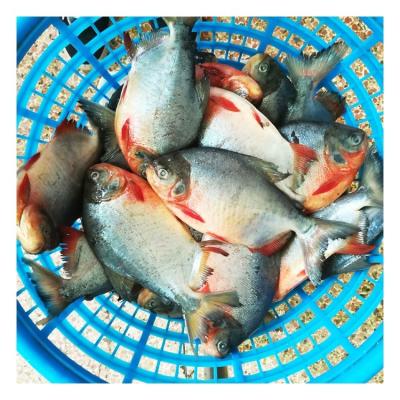 China Pacu Rouge Organic Frozen Whole Portion Red Castagnoles On Sale for sale