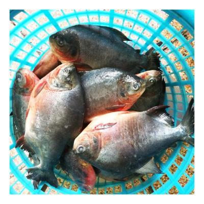 China Best Organic Frozen Whole Round Red Damselfish Seafood to Africa for sale