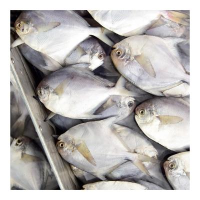 China New Season Organic Silver Damselfish Pomfret Frozen White Fish With Size 80-100-150-200g for sale