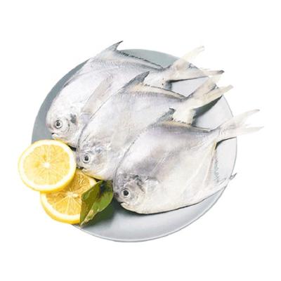 China New Season Size 100-150g Organic Frozen Silver Pomfret Fish for sale