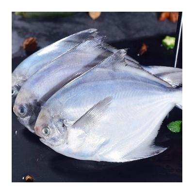 China Good quality organic frozen silver damselfish fish with competitive price for sale