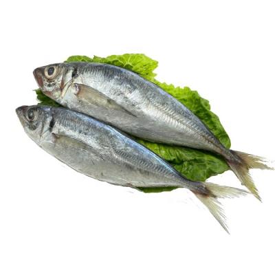 China Saurels Organic Frozen Whole Round Fish Price for sale