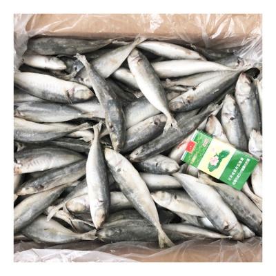 China Original China Trachurus Organic Fish Trachurus Frozen Saurels for sale