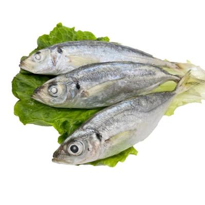 China Organic Wholesale Round Scad Frozen Mackerel for sale