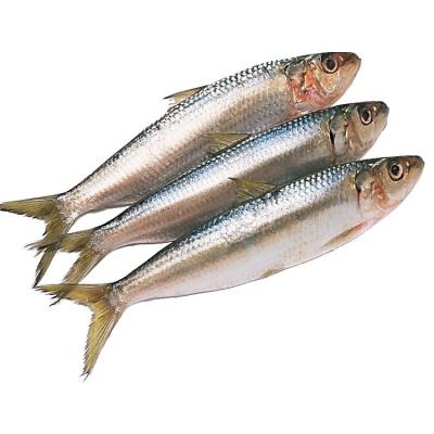 China Organic New Landing Sardinops Sagax Sardine Frozen Fish With All Size for sale