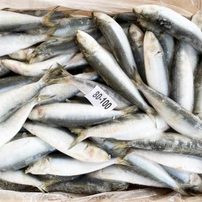 China China Origin Organic Sardine Exporter Top Selling Sardinops Sagax Frozen Sardine Groundbait For Export for sale