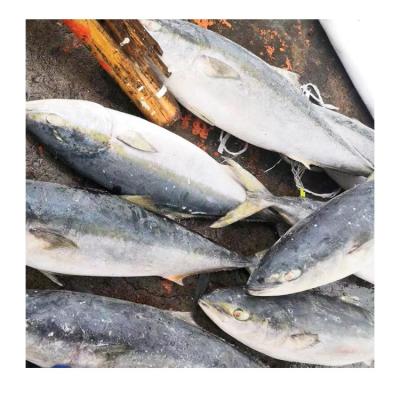 China Good Quality Organic Frozen Whole Yellowtail Amberjack Scad Fish With Size 6-8KG 8-10KG for sale