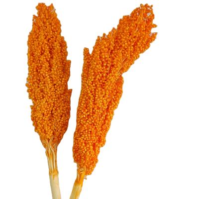 China FLOWER hot sale dried flower sorghum red sorghum decorative flowers for christmas decorations for sale