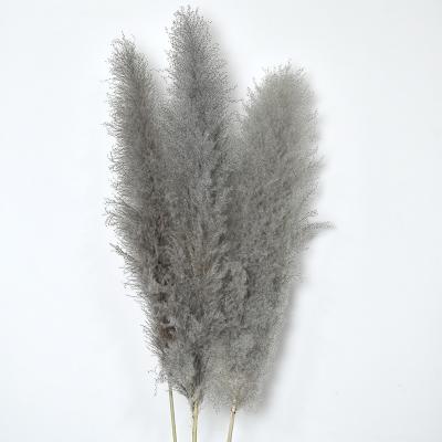 China Wholesale Natural Touch Yunnan Natural Dry High Quality Gray Pampas Grass For Home Decoration for sale