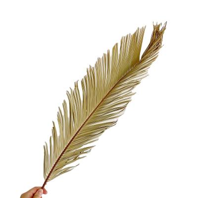 China Natural Touch Yunnan Cycad Natural Dry High Quality Leaves Wholesale for Home and Wedding Decoration for sale