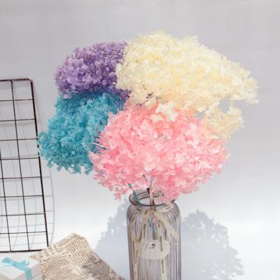 China Yunnan green wholesale hot sale natural environmental protection preserved flower preserved hydrangea for wedding decoration for sale