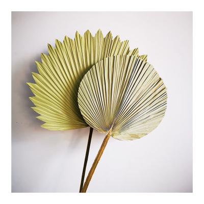 China Factory sale wholesale new design palm leaves decorative dry palm leaves for sale