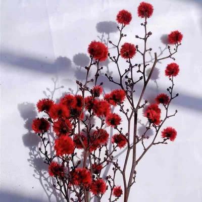 China Touch Natural Hot Selling Amazon Dried Stirlingia Flower For Wedding Decoration for sale