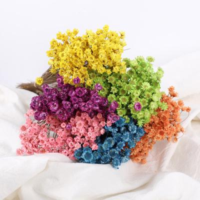 China Fashional Gift 2022 Wholesale Brazil Star Preserved Flower For Little Bouquet Decoration for sale