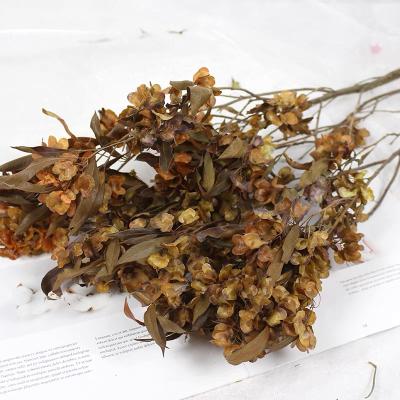 China Fashional Gift Wholesale Real Flowers Natural Preserved Butterfly Flower For Decor Floral Supplies for sale