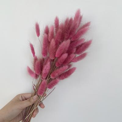 China Fashional Gift Extremely High Quality Mauve Bunny Tail Grass For For Mother's Day Decoration for sale