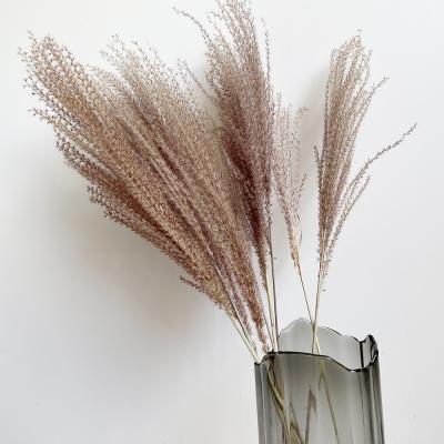 China Wholesale Fashional Boho style nature pampas natural dry beater dried pampas grass for decoration for sale