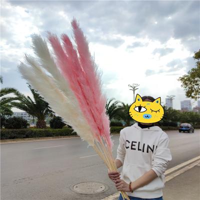 China Natural fluffy dry eco-friendly flower arrangement in boho pampas grass white pampas grass for decoration for sale