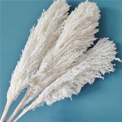 China Eco - Friendly Boho Decor Dried White Pampas Grass For Home Wedding Decoration for sale