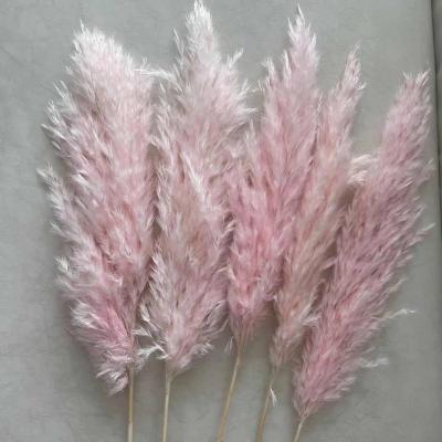 China Wholesale Fashional Mini Hot Pale Pink Pampas Grass For Amazon for sale