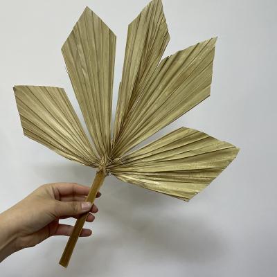 China Amazon Realistic Hot Selling Dried Palm Leaves For Home Decoration for sale