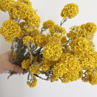 China Realistic Amazon Most Popular Dried Yellow Mini Flower For Mother's Day Decoration for sale