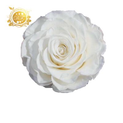 China Beautiful Colorful Preserved Eternal Pesserved Rose Flower Wall For Wedding 10 Cm Tall Natural Size for sale