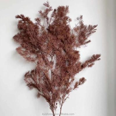 China Most Popular Fashional Gift Wholesale Flower Asparagus Fern Natural Preserved Ming Fern For Flower Arrangement for sale