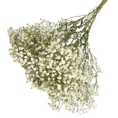 China Hot Selling Ins Flower Dried Flower Natural Most Dried Babysbreath Flower Gypsophila Flower for Valentine's Gifts and Home Decorate for sale