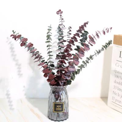 China Wholesale Environmental Protection China Green Natural Preserved Flowers Preserved Eucalyptus Leaves For Decorative for sale