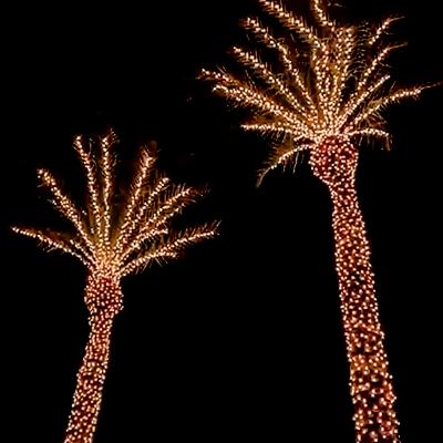 China Europe Matrix Controlled Decoration Programmable Outdoor Christmas Led Pixel RGB Coconut DMX Palm Tree Light for sale