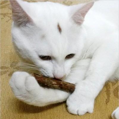 China Cat Toy Cleaning Teeth Sticks Pure Catnip Natural Pet Toothpaste Molar Stick Stocked for sale