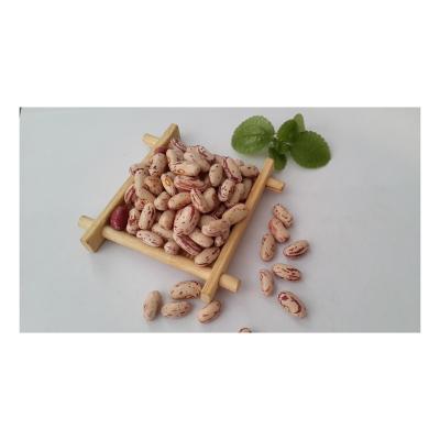 China Natural Health Safety And Nutrition Light Spotted Wholesale Price Red Kidney Beans for sale