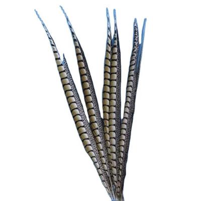 China Part wholesale faded 90-100cm long lady amhurst pheasant feather centerpieces feathers De pheasant for sale