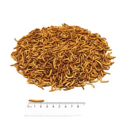 China Stocked Good Quality Pet Snack Dried Mealworm / Freeze Dried Mealworm /Live Mealworm for sale