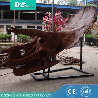 China Museum Triceratops Skull Fiberglass Dinosaur Skull Life Size Dinosaur Skeleton for sale