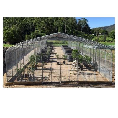 China Economic Hot Sale Plastic Sheet Economical Sheet Single Tunnel Greenhouse for sale