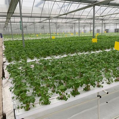 China Agriculture Planting Intelligent Hydroponic Vegetables Greenhouse for sale