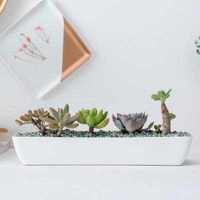 China Zakka Factory Wholesale Long Strip Ceramic Flowerpot Potted Simple Modern Simple White Creative Desktop Succulents for sale