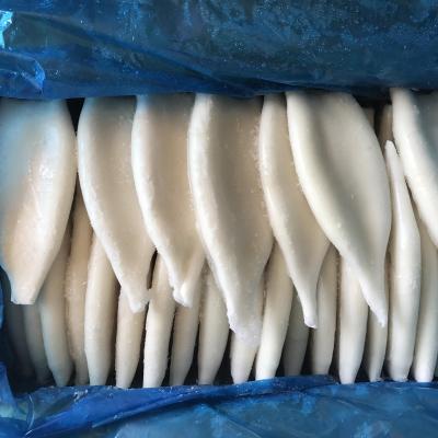 China Squid u5 u7 u10 organic frozen tube for sale