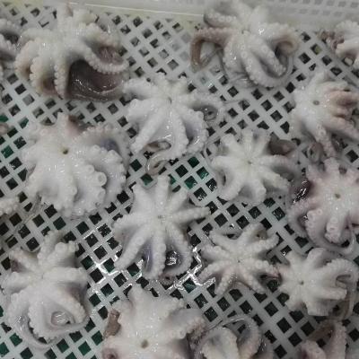 China Frozen Safety Baby Whole Cleaned Octopus for sale