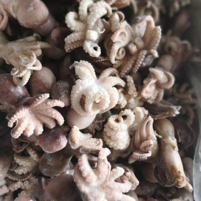 China Safety Octopus Frozen Baby Whole Cleaned Baby Octopus for sale