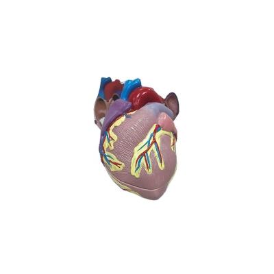 China Biology Human Lung Model 3d Human Anatomical Heart Anatomical Human Anatomy Model, Human Anatomy for sale