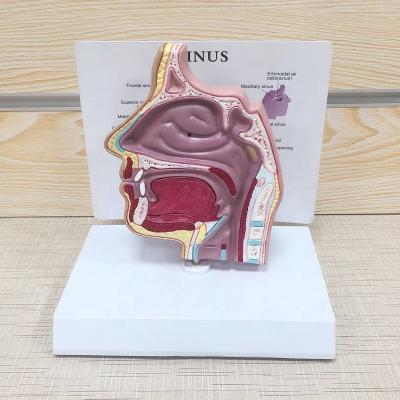 China Custom Human Anatomical Human Sinus Anatomy Nose Cavity Patient Teaching Biology Lung Model Anatomy Medical Science Model for sale