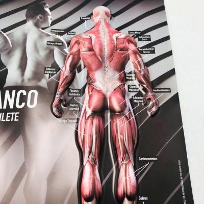 China 3D Embossed Medical /Blister Poster 3d Human Body Muscle Wall Chart for sale