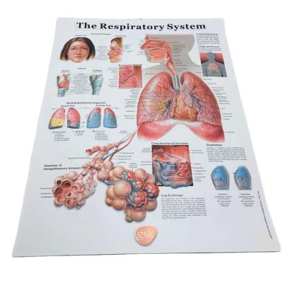 China high quality pvc 3d human anatomical poster the respiratory system poster for sale